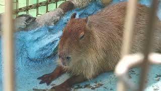 Capybara (Urayasu Traffic Park, Chiba, Japan) August 4, 2023