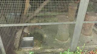 Japanese squirrel (Toyama Municipal Family Park Zoo, Toyama, Japan) August 15, 2019