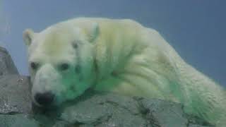 Polar bear (YokohamaHakkeijima Seaparadise, Kanagawa, Japan) April 14, 2018