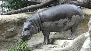 Pygmy hippopotamus (KOBE ANIMAL KINGDOM, Hyogo, Japan) February 8, 2019