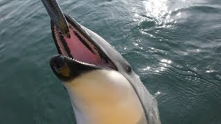 Dolphin Feeding (Japan Dolphin Center, Kagawa, Japan) March 1, 2019