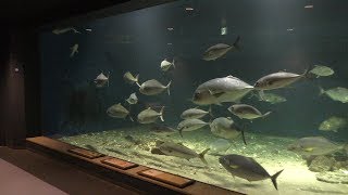 第1水槽室「大型回遊魚とサメ類」 (京都大学 白浜水族館) 2018年12月24日
