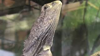 エリマキトカゲ (めっちゃおもろい動物園) 2021年10月7日