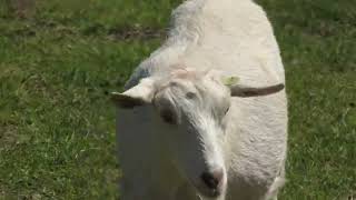 Sheep & Goat (Hamamatsu Zoological Gardens, Shizuoka, Japan) July 25, 2021