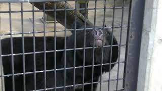 Japanese black bear (Akita city Omoriyama zoo, Akita, Japan) April 11, 2019