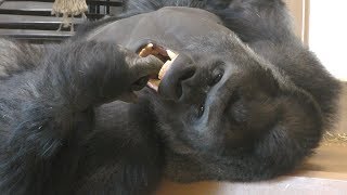 Western gorilla (Higashiyama Zoo and Botanical Gardens, Aichi, Japan) January 22, 2019