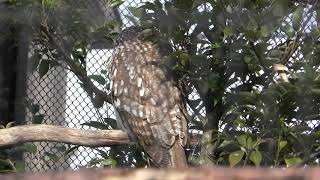 Ural owl hondoensis (Kyoto City Zoo, Kyoto, Japan) January 26, 2019