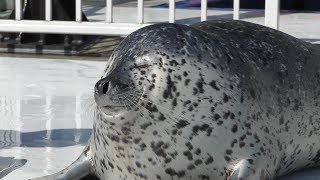 Spotted Seal Feeding (Okhotsk Tokkari Center, Hokkaido, Japan) June 26, 2019