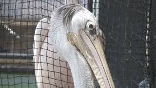 コシベニペリカン と モモイロペリカン (鳥羽水族館) 2022年7月17日