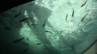 View of the Uzushio (Shikoku Aquarium, Kagawa, Japan) August 4, 2021