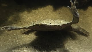 Surinam toad (KAWA-SUI Kawasaki Aquarium, Kanagawa, Japan) September 16, 2020
