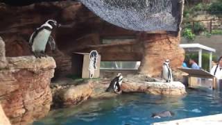 Humboldt penguin (MISAKI KOEN Amusement Park, Osaka, Japan) August 26, 2017