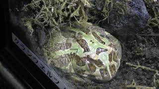 Cranwell's horned frog (Takeshima Aquarium, Aichi, Japan) January 23, 2019