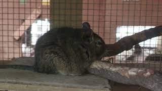 デグー (三島市立公園楽寿園) 2022年7月31日