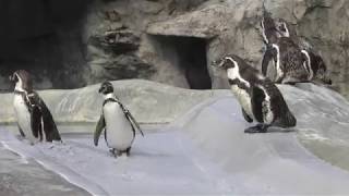 フンボルトペンギン (日本平動物園) 2018年8月5日