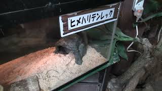 ハリテンレック と ヒメハリテンレック (めっちゃおもろい動物園) 2021年10月7日