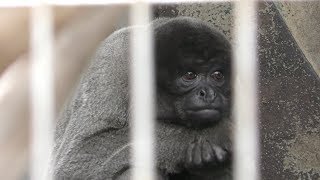 Gray woolly monkey (Japan Monkey Centre, Aichi, Japan) January 20, 2019