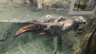Asian short-clawed otter (Sapporo Maruyama Zoo, Hokkaido, Japan) June 13, 2019