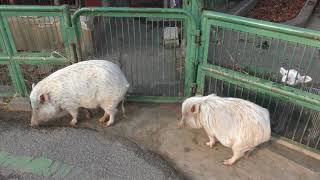 Pig & Goat (Saitama Children's Zoo, Saitama, Japan) February 3, 2018