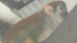Common Squirrel Monkey (OMIYA PARK ZOO, Saitama, Japan) February 4, 2018