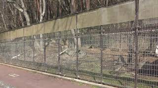 トウホクノウサギ と キュウシュウノウサギ (盛岡市動物公園) 2019年4月12日