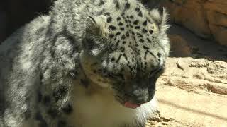 Snow leopard (Kumamoto City Zoological and Botanical Gardens, Kumamoto, Japan) April 18, 2019