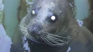 Spotted Seal (Shimoda Floating Aquarium, Shizuoka, Japan) March 18, 2018