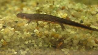 Japanese fire belly newt baby (Shikoku Aquarium, Kagawa, Japan) August 4, 2021