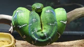 Emerald tree boa | Forest The Forest of Spirits (átoa, Hyogo, Japan) October 30, 2021