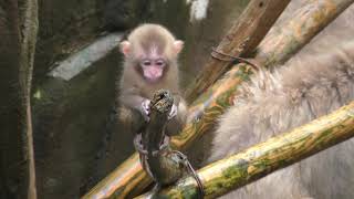 Baby Japanese macaque fuscata (Toyama Municipal Family Park Zoo, Toyama, Japan) August 15, 2019