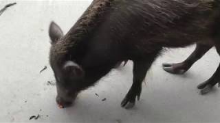 Wild boar Japanese (Kagoshima City Hirakawa Zoological Park, Kagoshima, Japan) July 29, 2018
