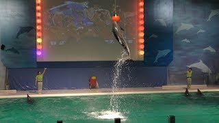 Dolphin Performance (Asamushi Aquarium, Aomori, Japan) August 8, 2019