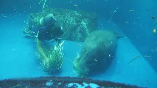 アフリカマナティー ごはんの時間 (鳥羽水族館) 2022年7月17日