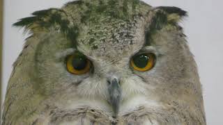 トルクメニアンワシミミズク　Turkmenian eagle owl