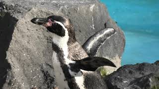 Humboldt penguin (Aso Cuddly Dominion, Kumamoto, Japan) December 7, 2019