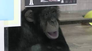 チンパンジー の『ミルキー』 (高知県立のいち動物公園) 2019年12月21日