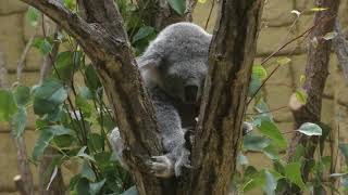 東山動植物園のコアラたち 2017年11月18日