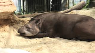 Brazilian tapir (KOBE ANIMAL KINGDOM, Hyogo, Japan) March 29, 2021