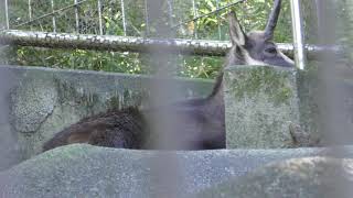 日本でただ1頭のシャモア (多摩動物公園) 2017年11月12日