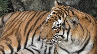 Siberian tiger (Shizuoka Municipal Nihondaira Zoo, Shizuoka, Japan) September 29, 2019