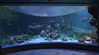 熱帯魚の海 (沖縄美ら海水族館) 2019年5月10日