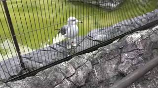 Black-tailed gull (Yokohama Zoological Gardens 