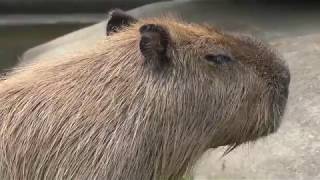 Capybara (Ichihara Elephant Kingdom, Chiba, Japan) August 4, 2018