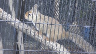 Japanese squirrel (Kyoto City Zoo, Kyoto, Japan) January 26, 2019