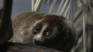 Sunda slow loris (Higashiyama Zoo and Botanical Gardens, Aichi, Japan) July 22, 2021