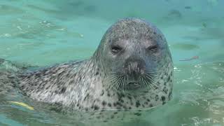 Spotted Seal spot guide (Obihiro Zoo, Hokkaido, Japan) July 6, 2019