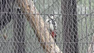 鳥類舎の保護野鳥たち (おびひろ動物園) 2019年7月6日