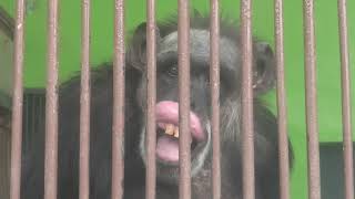 チンパンジー の『サクラ』 (別府ラクテンチ) 2019年12月5日