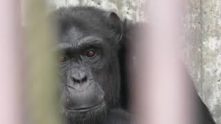 チンパンジーの『カコ』と『アツシ』 (茶臼山動物園) 2018年4月15日