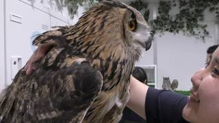 Western Siberian eagle-owl (Animal room IKEMOFU, Tokyo, Japan) November 12, 2017